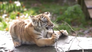 Germania, cuccioli di tigre siberiana nello zoo di Bell
