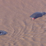 Usa, allagamenti in California