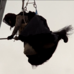 Roma, a Piazza Navona torna la festa della Befana