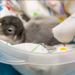 Milwaukee, lo zoo dà il benvenuto al piccolo pinguino