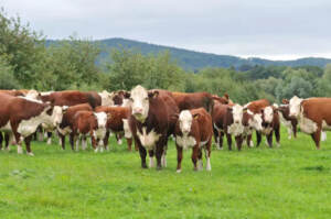 Vache folle : Le Maroc interdit l’importation des bovins et leur viande du Royaume-Uni