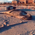 Usa, megattera spiaggiata ad Atlantic City