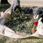 Marocco, torna il Salone Internazionale dell’Agricoltura