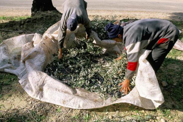 AFRICA, AFRICANO, AGRICOLTURA, RIUNITEVI, RACCOGLIERE, COLORE, IMMAGINI A COLORI, COLORI, CONTEMPORANEO, GIORNO, ORE DIURNE, LAVORO AGRICOLO, CIBO, FRUTTO, RIUNIONE, RACCOLTA, RACCOLTO, MIETERE, ORIZZONTALE, UOMINI, MEDIO, MIDDLE ATLAS, MAR