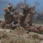 Clima, l’Oceano ‘brucia’: record riscaldamento 2022