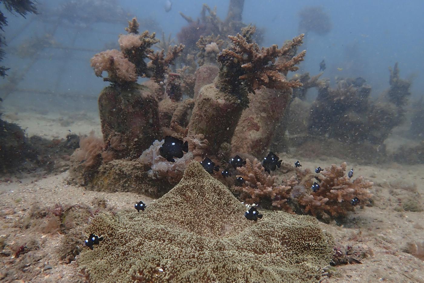 Clima, l’Oceano ‘brucia’: record riscaldamento 2022