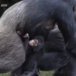 Uk, baby scimpanzé allo zoo di Chester