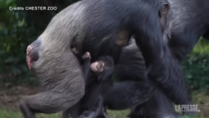 Uk, baby scimpanzé allo zoo di Chester