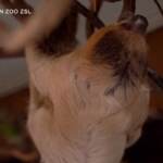 Gb, cucciolo di bradipo allo zoo di Londra