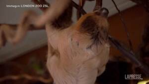 Gb, cucciolo di bradipo allo zoo di Londra