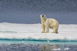 ADULT POLAR BEAR (URSUS MARITIMUS) ON ICE FLOE