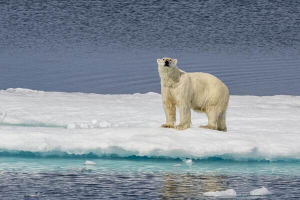 ADULT POLAR BEAR (URSUS MARITIMUS) ON ICE FLOE