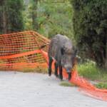 Roma, catturati cinghiali a Villa Pamphilj