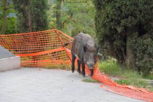 Roma, catturati cinghiali a Villa Pamphilj