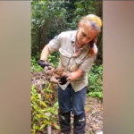 Australia, catturato rospo record da 2,7 kg