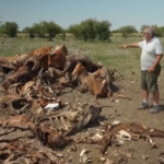 Argentina, bestiame decimato a causa della siccità