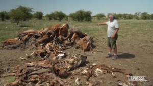 Argentina, bestiame decimato a causa della siccità