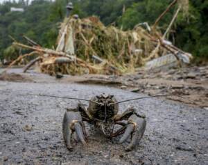 Scientists say pollution not cause of UK mass crab deaths