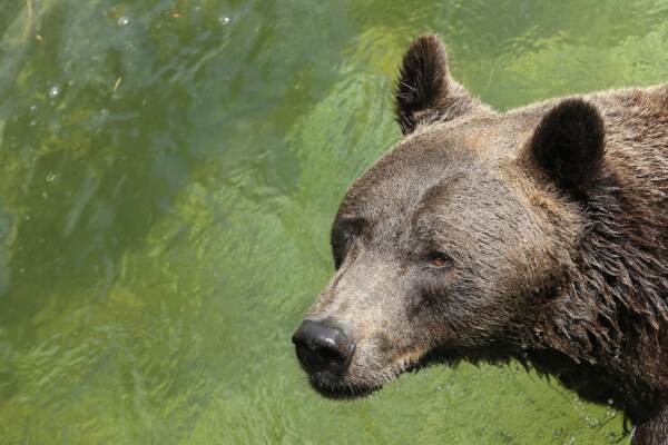 BIOPARCO DI ROMA - GHIACCIO PER GLI ANIMALI