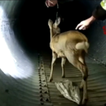 Torino, il salvataggio di un capriolo caduto in un fossato