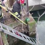 Verona, lupo finisce in acqua: salvato da vigili del fuoco