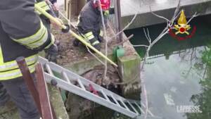 Verona, lupo finisce in acqua: salvato da vigili del fuoco