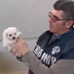 Animali, sequestrati 26 canili con 871 cani