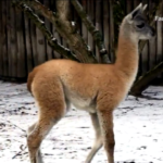 Ucraina, allo zoo di Kiev cucciola di guanaco