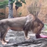 Rio de Janeiro, allo zoo blocchi di ghiaccio… Al sapore di carne