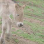 Usa, puledro clonato da Dna conservato da 42 anni