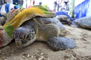 Indonesia, confiscata a sospetti bracconieri una tartaruga verde gigante a Bali
