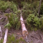 Australia, allarme in Tasmania: disboscate parti di foresta