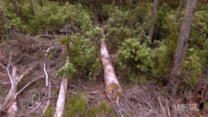Australia, allarme in Tasmania: disboscate parti di foresta