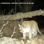 Usa, Los Angeles ricorda il puma più famoso di Hollywood