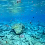 Israele, moltitudine di farfalle marine invade Mar Morto