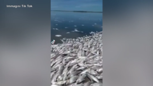 Argentina, centinaia di pesci morti nel Rio Paranà