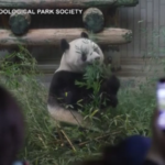Giappone, in migliaia a salutare il panda Xiang Xiang