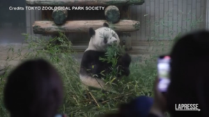 Giappone, in migliaia a salutare il panda Xiang Xiang