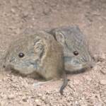 Austria, allo zoo di Vienna sono nati due toporagni elefante