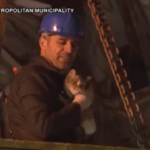 Turchia, salvati gatti tra le macerie