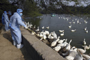 India, influenza aviaria dilaga in tutto il Paese