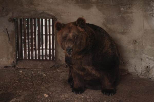 Albania, Salvato l'orso Mark: arrivato a Tirana