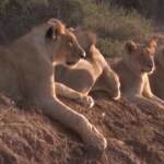 Animali selvatici a rischio estinzione: lo studio che spiega le differenze nel Mondo