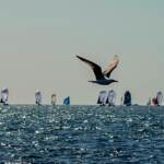 Vela, Primo Cup: in classe Smeralda vince ‘Vamos mi Amor’, in J/70 team ‘Alice’