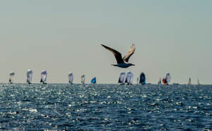 Sailing/Primo Cup: In Smeralda class ‘Vamos mi Amor’ wins, in J/70 team ‘Alice’ 