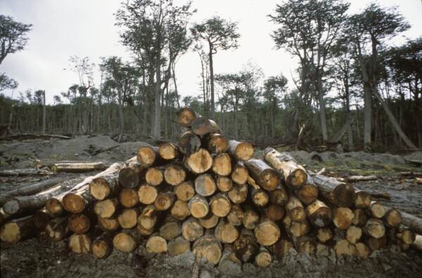 ENVIRONMENTAL WOES OF TIERRA DEL FUEGO -- FOREST EXPLOITATION