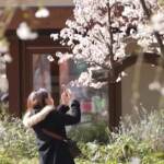 Giappone, a Tokyo si festeggia la fioritura dei ciliegi