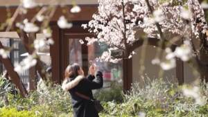 Giappone, a Tokyo si festeggia la fioritura dei ciliegi