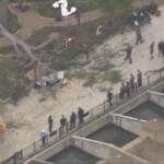 Usa, cade ramo di un albero allo zoo di San Antonio: 7 feriti