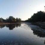 Australia, milioni di pesci trovati morti in fiume nell’outback